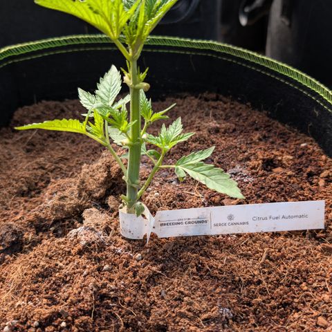 Citrus Fuel (Semi) Automatic growlog timeline photo