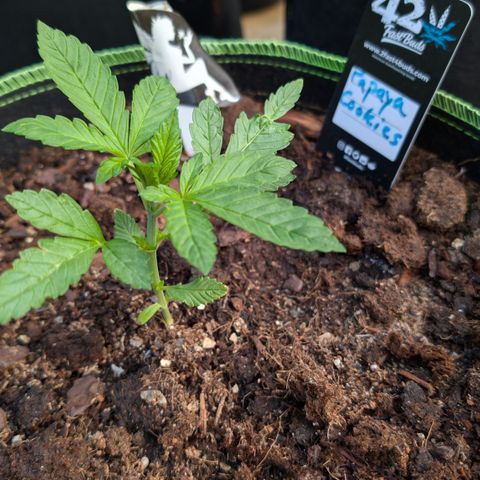 Papaya Cookies Auto  growlog timeline photo