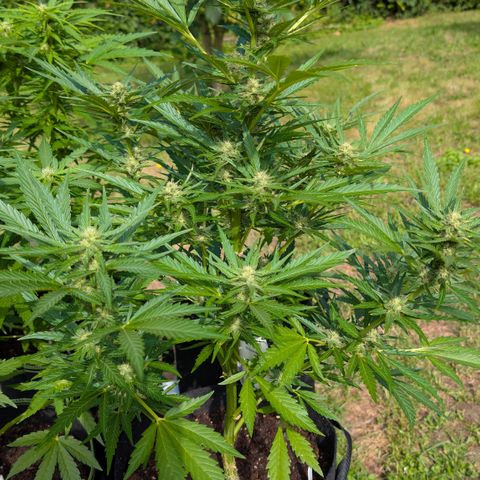 Kawumm Gorilla Glue #4 growlog timeline photo