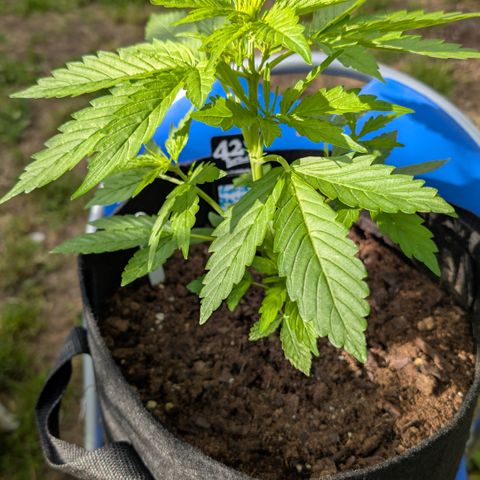 Gorilla Zkittlez Auto growlog timeline photo