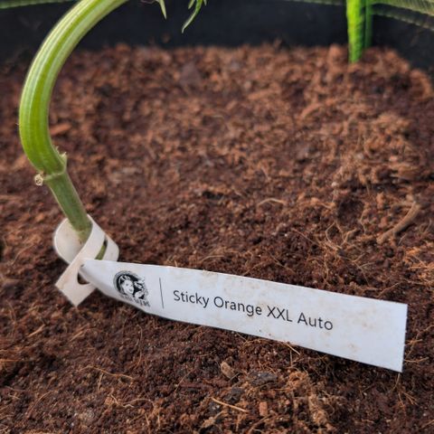 Sticky Orange XXL  growlog timeline photo