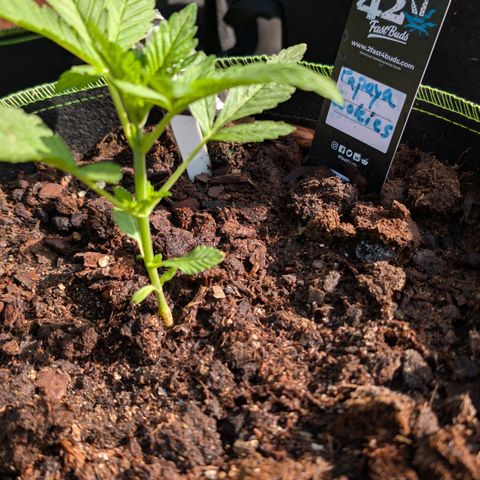 Papaya Cookies Auto  growlog timeline photo