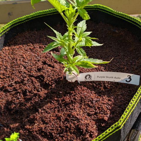 Nama's Threesome #3 growlog timeline photo