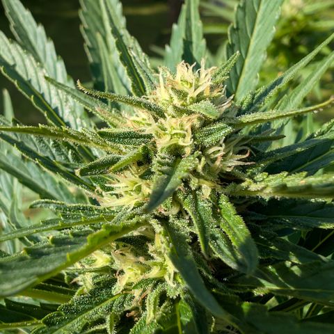 Kawumm Gorilla Glue #4 growlog timeline photo