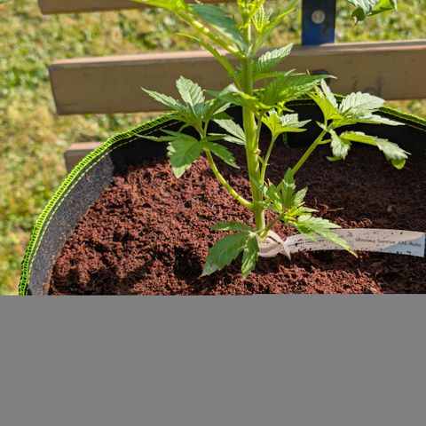Mimosa Sunrise XXL Automatik  growlog timeline photo