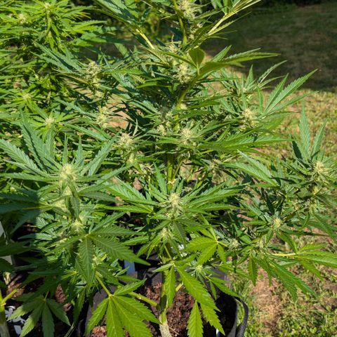 Kawumm Gorilla Glue #4 growlog timeline photo