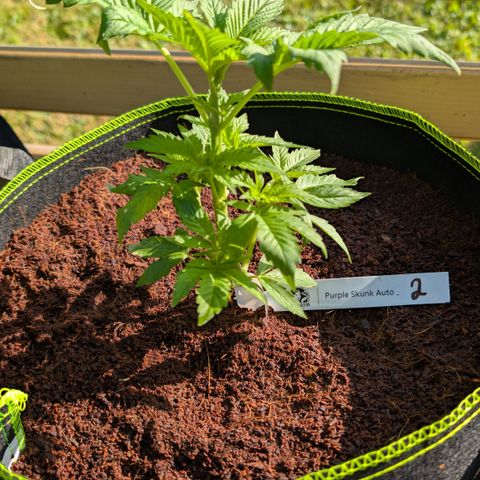 Nama's Threesome #2 growlog timeline photo