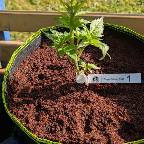 Nama's Threesome #1 growlog timeline photo