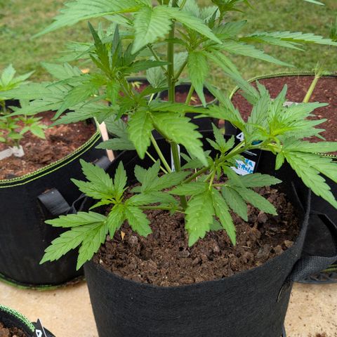 Gorilla Zkittlez Auto growlog timeline photo
