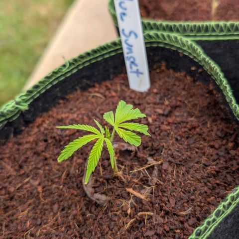 Blue Sunset  growlog timeline photo