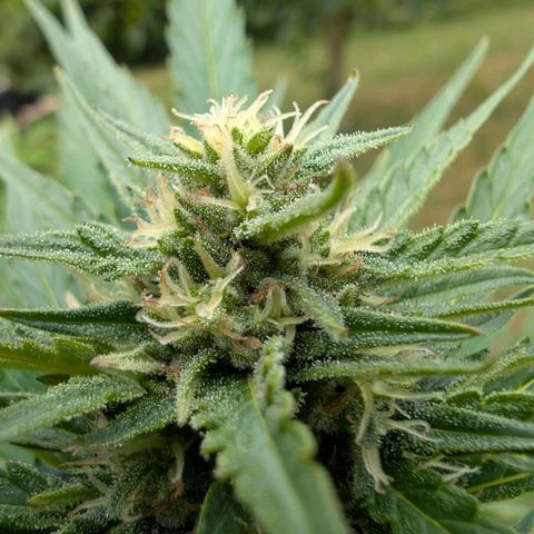 Kawumm Gorilla Glue #4 growlog timeline photo