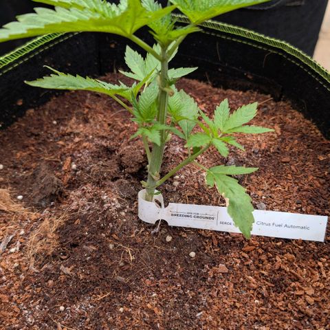 Citrus Fuel (Semi) Automatic growlog timeline photo