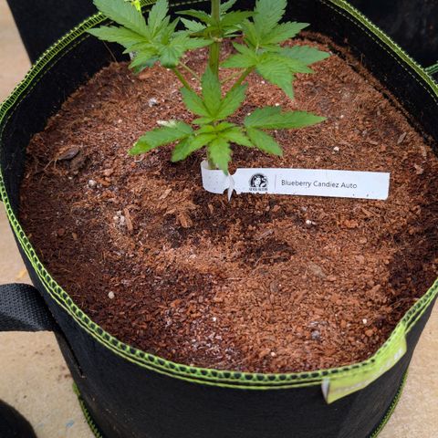 Blueberry Candiez growlog timeline photo