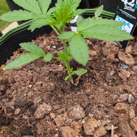 Papaya Cookies Auto  growlog timeline photo