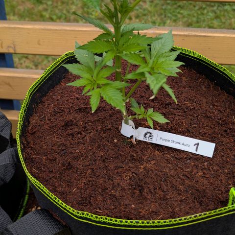 Nama's Threesome #1 growlog timeline photo