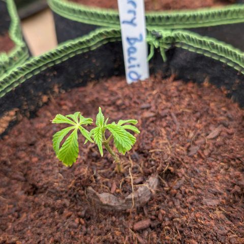 Cherry Bacio  growlog timeline photo