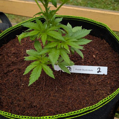 Nama's Threesome #2 growlog timeline photo