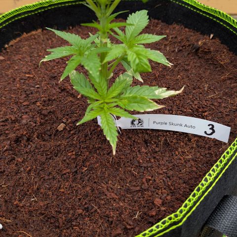 Nama's Threesome #3 growlog timeline photo