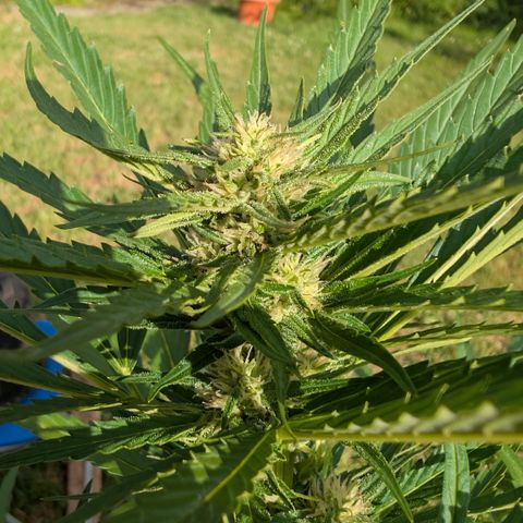 Kawumm Gorilla Glue #4 growlog timeline photo