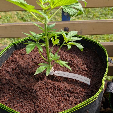 Mimosa Sunrise XXL Automatik  growlog timeline photo