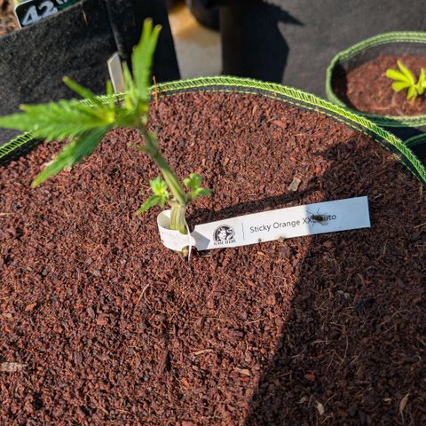Sticky Orange XXL  growlog timeline photo