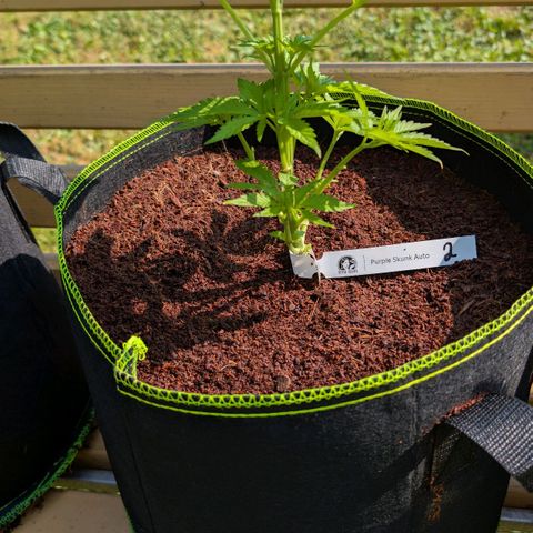 Nama's Threesome #2 growlog timeline photo