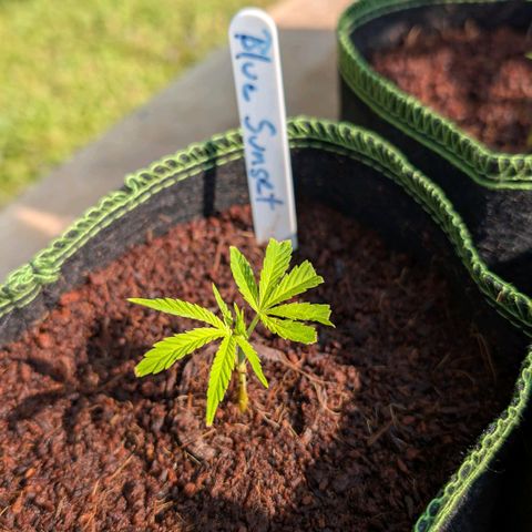 Blue Sunset  growlog timeline photo