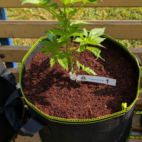 Nama's Threesome #1 growlog timeline photo