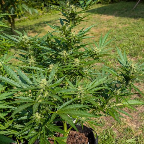 Kawumm Gorilla Glue #4 growlog timeline photo