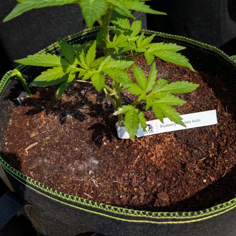 Blueberry Candiez growlog timeline photo