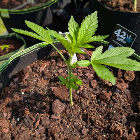 Papaya Cookies Auto  growlog timeline photo