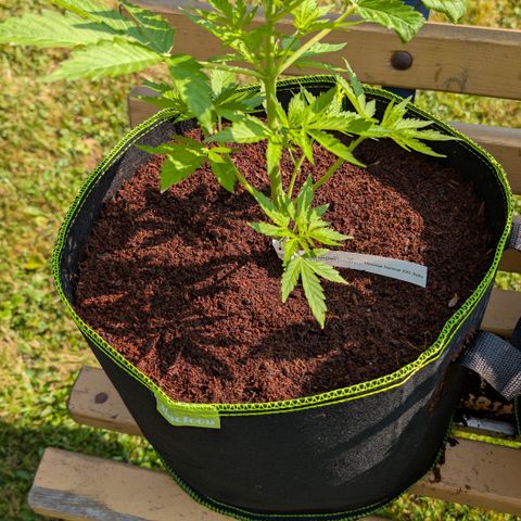 Mimosa Sunrise XXL Automatik  growlog timeline photo