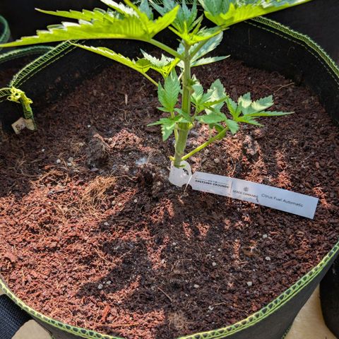 Citrus Fuel (Semi) Automatic growlog timeline photo