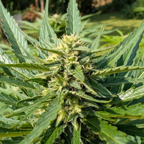 Kawumm Gorilla Glue #4 growlog timeline photo