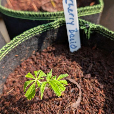 Cherry Bacio  growlog timeline photo