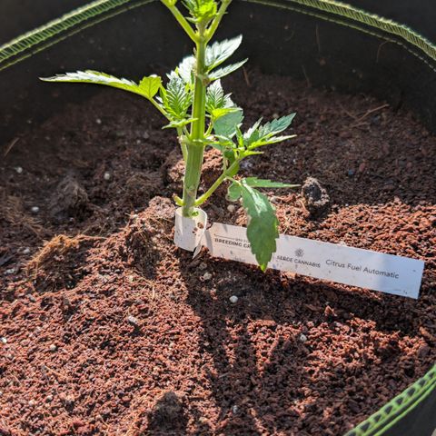 Citrus Fuel (Semi) Automatic growlog timeline photo