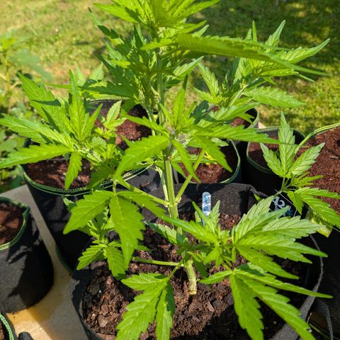 Gorilla Zkittlez Auto growlog timeline photo