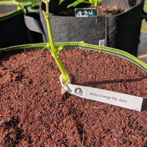 Sticky Orange XXL  growlog timeline photo