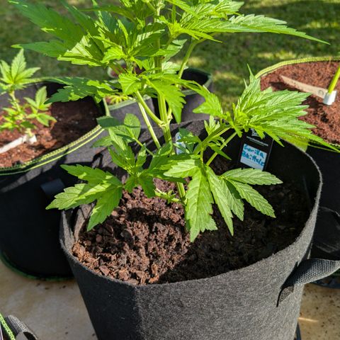 Gorilla Zkittlez Auto growlog timeline photo