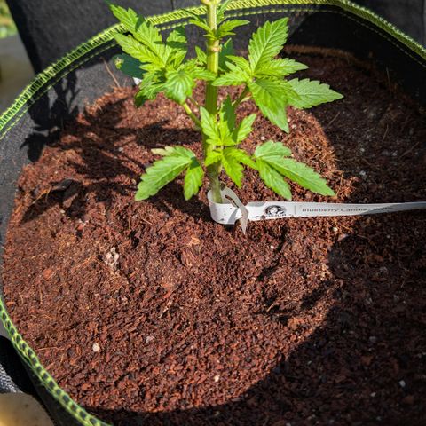 Blueberry Candiez growlog timeline photo