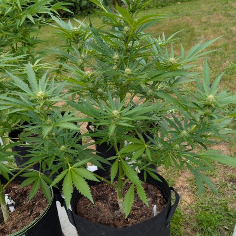 Kawumm Gorilla Glue #4 growlog timeline photo