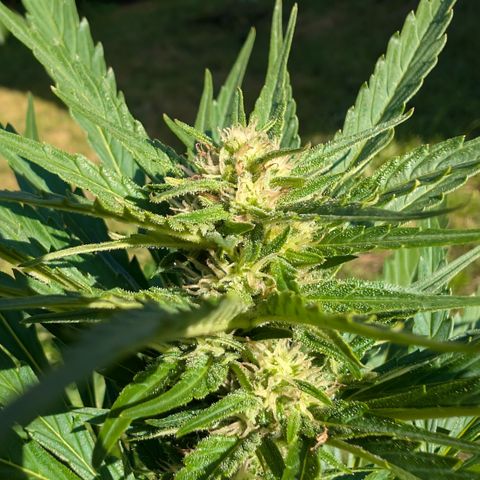 Kawumm Gorilla Glue #4 growlog timeline photo