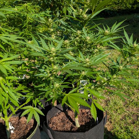 Kawumm Gorilla Glue #4 growlog timeline photo
