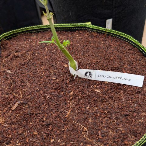 Sticky Orange XXL  growlog timeline photo