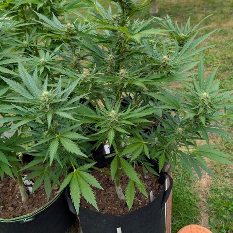 Kawumm Gorilla Glue #4 growlog timeline photo