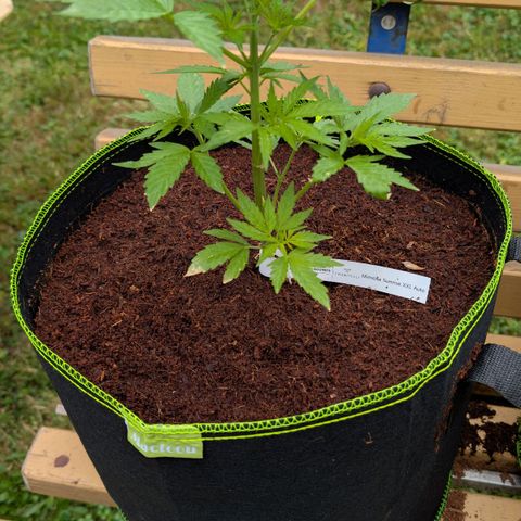 Mimosa Sunrise XXL Automatik  growlog timeline photo