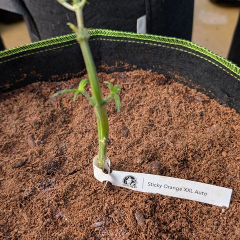 Sticky Orange XXL  growlog timeline photo