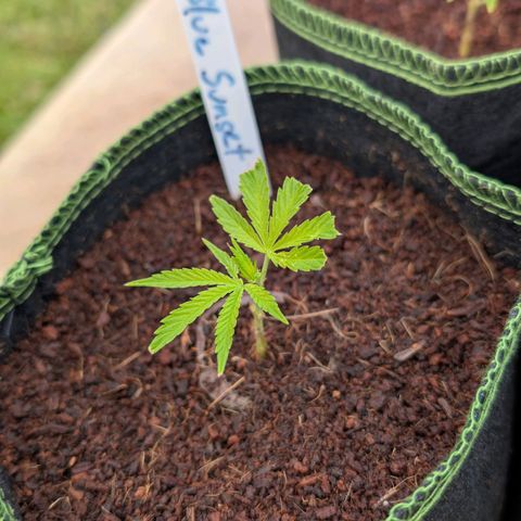 Blue Sunset  growlog timeline photo