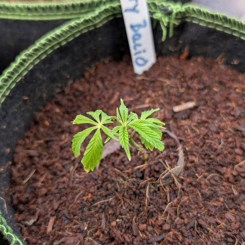 Cherry Bacio  growlog timeline photo