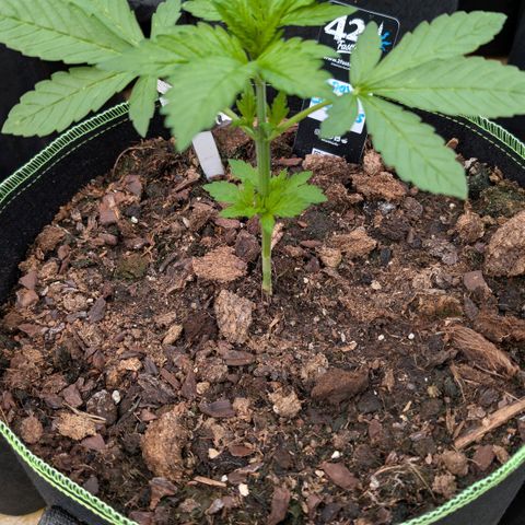 Papaya Cookies Auto  growlog timeline photo